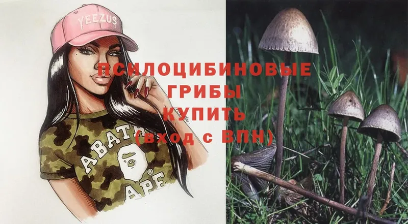 Псилоцибиновые грибы Psilocybe  Костомукша 